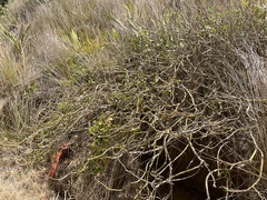 Pseudopanax lessonii