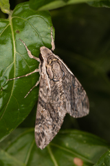 Agrius godarti