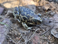 Pelobates cultripes