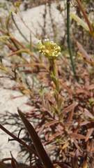 Crassula subulata