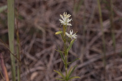 Silene tatarica