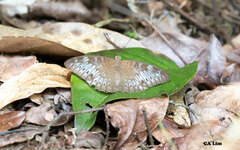 Tanaecia