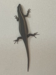 Trachylepis punctatissima