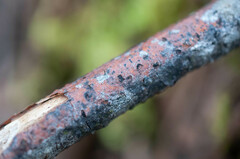 Splanchnonema pupula