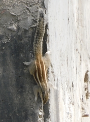 Funambulus pennantii