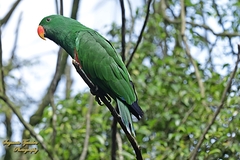Eclectus roratus