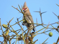 Urocolius macrourus