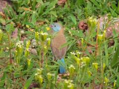 Uraeginthus cyanocephalus
