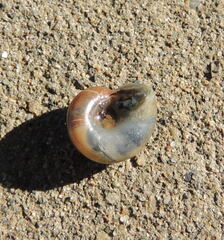 Morlina glabra