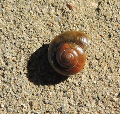 Morlina glabra