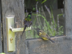 Nectarinia kilimensis