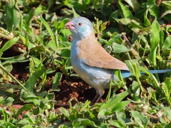 Uraeginthus cyanocephalus