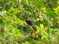 Nectarinia kilimensis