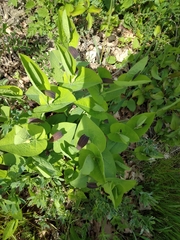 Aristolochia rotunda