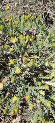 Phylica plumosa