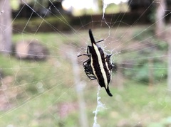 Gasteracantha diardi