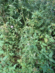 Cirsium arvense arvense