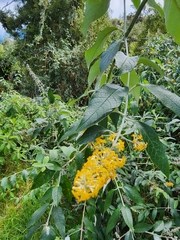 Buddleja madagascariensis