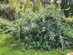 Buddleja madagascariensis