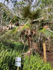 Pritchardia minor