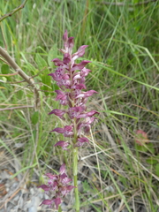 Anacamptis coriophora