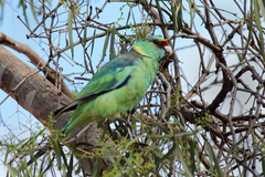 Barnardius zonarius barnardi