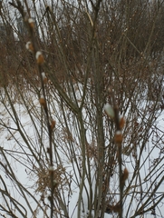 Salix caprea