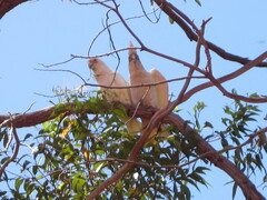Cacatua pastinator pastinator