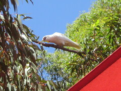 Cacatua pastinator pastinator