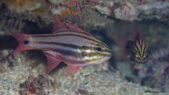 Ostorhinchus limenus