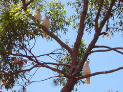 Cacatua pastinator pastinator