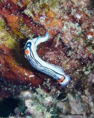 Hypselodoris maritima