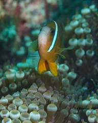 Amphiprion akindynos