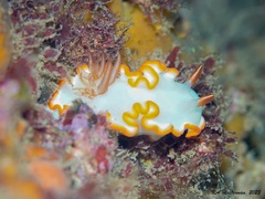 Ardeadoris averni
