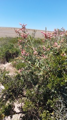 Salvia lanceolata