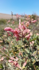Salvia lanceolata