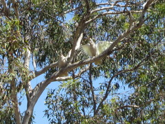 Cacatua pastinator pastinator
