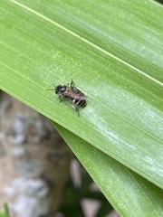 Apis andreniformis