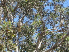Cacatua pastinator pastinator
