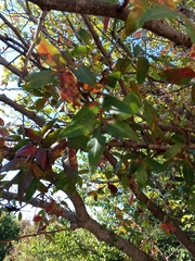 Pistacia atlantica mutica