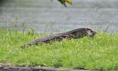 Varanus salvator bivittatus