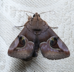 Ommatophora luminosa