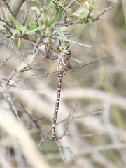 Austroaeschna unicornis