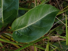 Leichhardtia rostrata