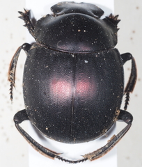 Chalconotus convexus