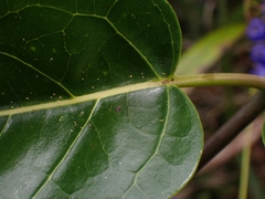 Leichhardtia rostrata