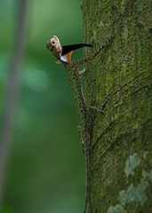 Draco melanopogon