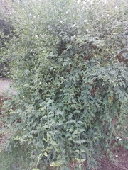 Jasminum officinale