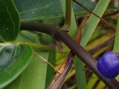 Leichhardtia rostrata