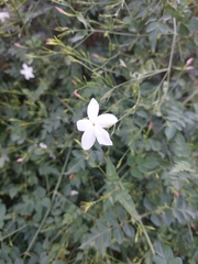 Jasminum officinale